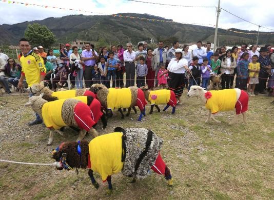 Nằm trong khuôn khổ ngày lễ quốc tế thường niên Poncho ở Nobsa (Colombia) – nơi nổi tiếng với nghề làm áo Poncho thủ công bằng phương pháp cổ truyền, các nông dân chính hiệu đã tổ chức cuộc thi “World Cup dành cho cừu”. Theo đó, các cầu thủ cừu đã được những chủ nhân diện trang phục của hai đội tuyển đó là Colombia và Brazil để tham gia trận đấu này. Trong ảnh, đội tuyển bóng đá cừu trong sắc áo của tuyển Colombia.